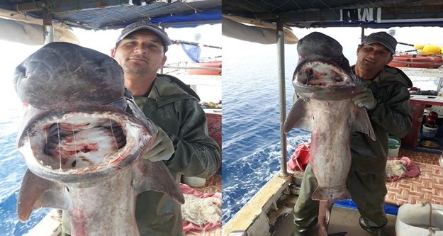 Balıkçı 1 metre uzunluğunda dev sardalya yakaladı