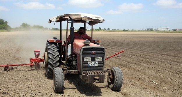 Beyaz altın Antalya'da toprakla buluştu