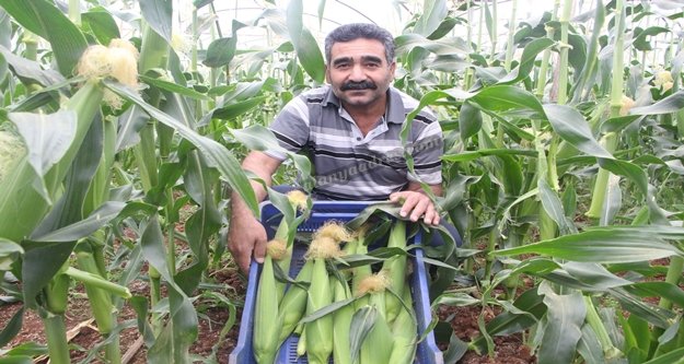 Çiftçi serasında ezber bozdu