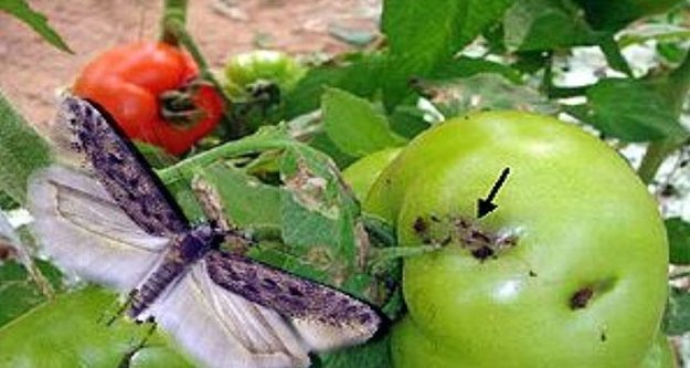 Çiftçinin kabusu ‘Tuta’ geri döndü