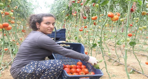 Domates fiyatları uzun aradan sonra üreticisini güldürdü