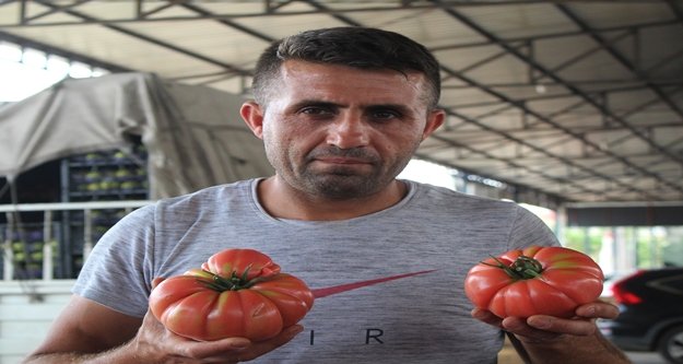 Domates üreticisini kışın sevindirdi, yazın üzüyor