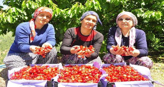 Gazipaşa'da ilk kiraz hasadı başladı! Kilosu ne kadar?