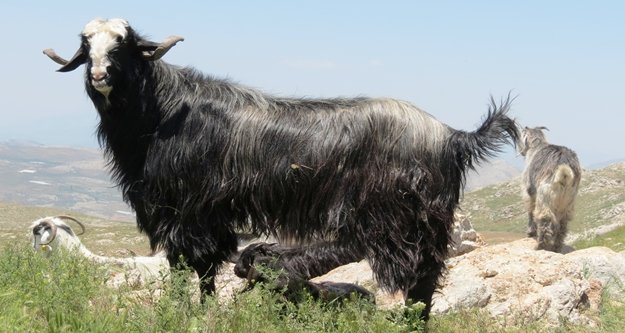 Honamlı keçisi koruma altında