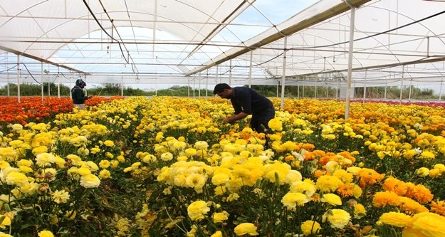 İşçi olarak başladığı seralarda bugün yurt dışına çiçek ihraç ediyor