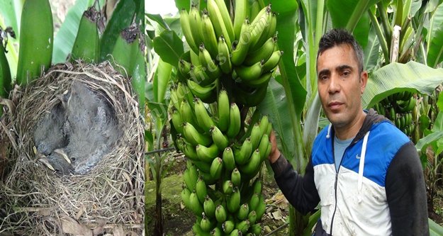 Muz hasatına kuş yuvası molası