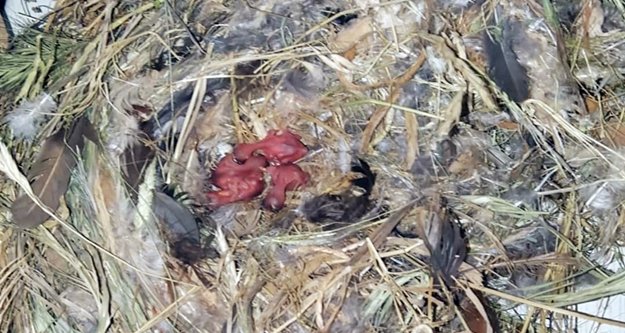 Panjur takılırken düşen yuvadaki 4 güvercini, şırıngayla besleyerek hayatta tutmaya çalıştı