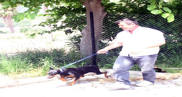Sahipsiz doberman yavrusu barınağa teslim edildi