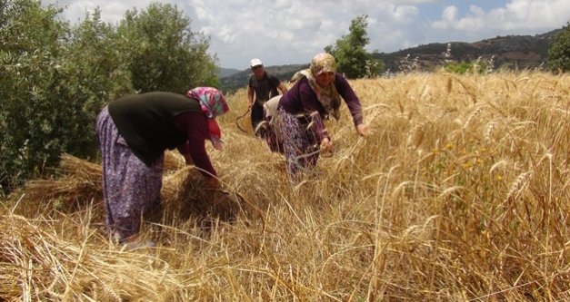 Türkiye'nin ilk buğday hasadı Gazipaşa'dan