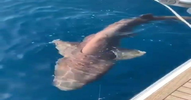 2 metre boyunda köpek balığı yakalandı