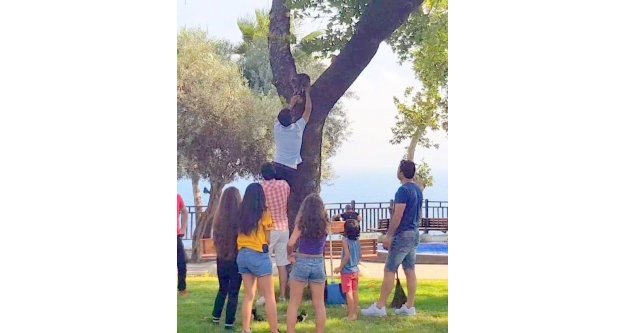 Ağaçtan indirilen kediler yine aynı ağaca çıktılar