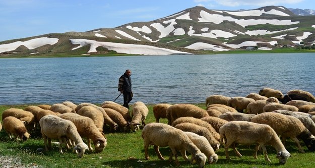 Alanya'nın yaylaları renk cünbüşüne döndü