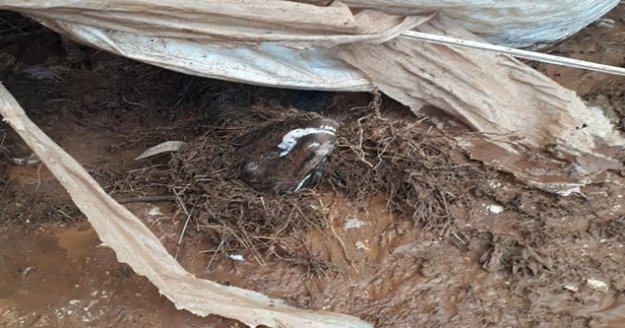 Antalya’da selde 10 küçükbaş hayvan telef oldu