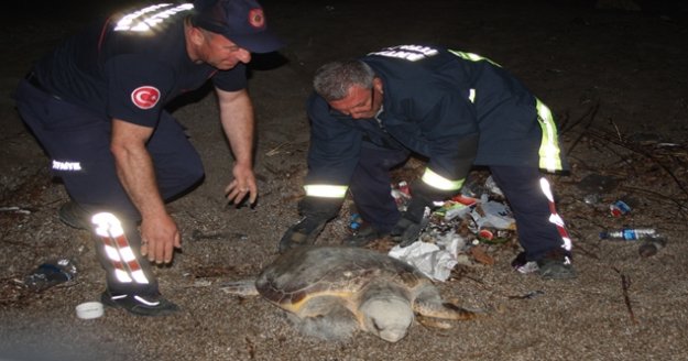 Dev Caretta Caretta köpeklerin saldırısına uğradı
