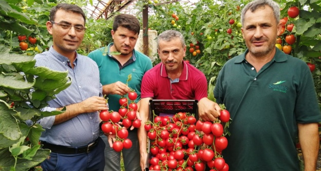Domates dalında kaldı. Üretici isyanda