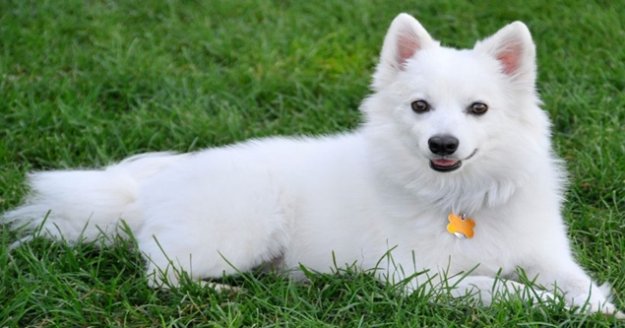 Eskimo cinsi köpeğin dondurma aşkı