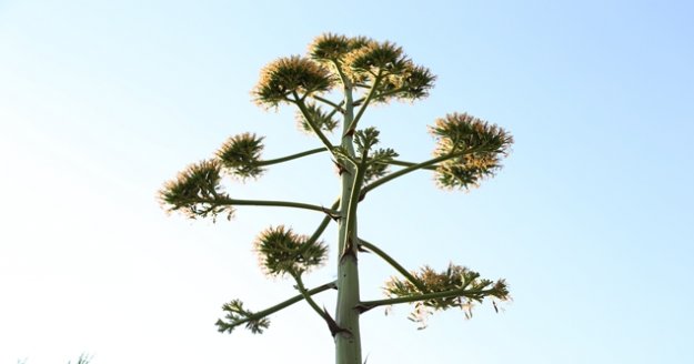 25 yıl sonra çiçek açtı