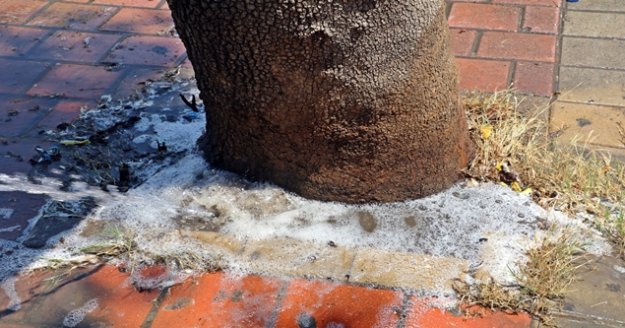 30 yıllık çınar ağacına asit döküldüğü iddiası
