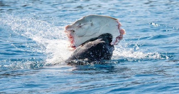 Akdeniz foku, vatozu böyle yedi
