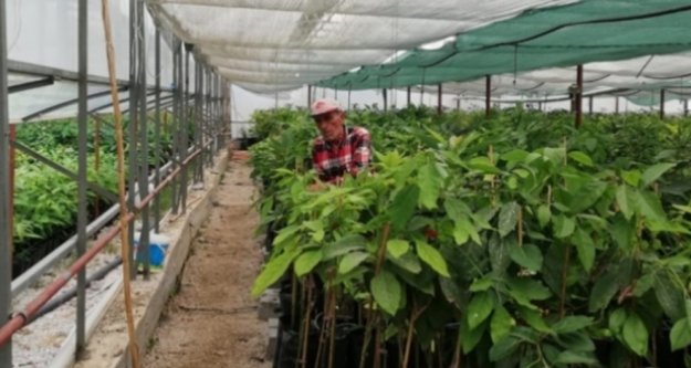 Alanya'da 8 çeşit avokado fidanı yetiştiriyor