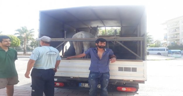 Alanya'daki o ata büyükşehir sahip çıktı