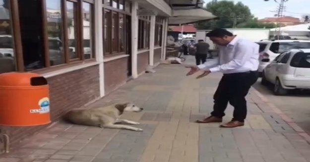 Belediye personelinin nezaketi, sokak köpeğini yerinden etti