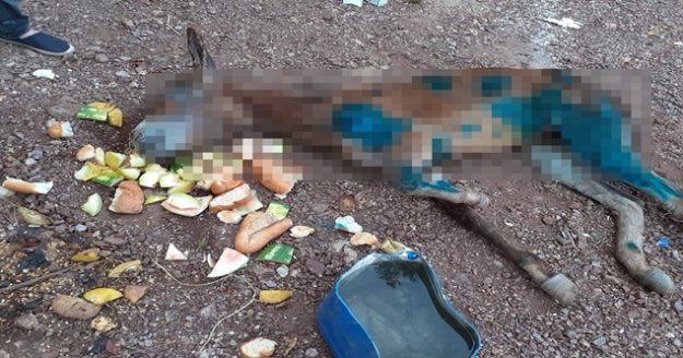 Halıya sarılıp ölüme terk edilen eşekten iyi haber