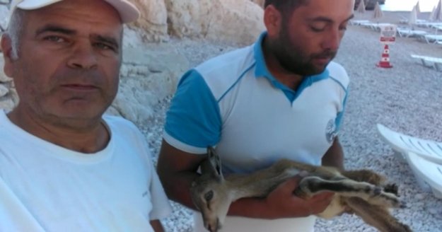 Kayalıklardan düşen yavru geyik kurtarıldı