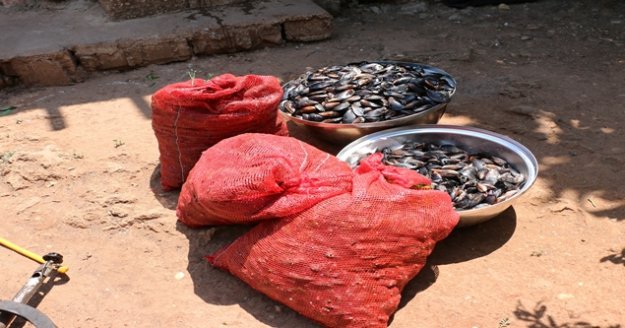 Merdiven altı üretilen 1860 kg midyeye el konuldu