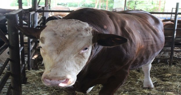 'Sarı fırtına', sıfır otomobil fiyatına müşteri bekliyor