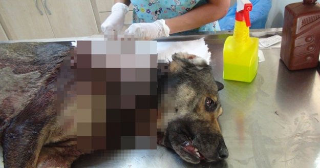 Sokak köpeğine domuz kurşunu