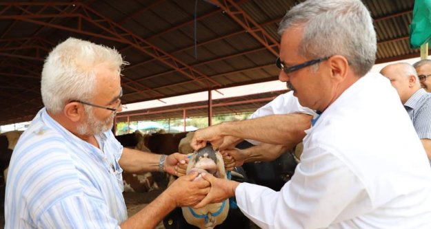 Alanya Belediyesi'nden kurbanlık denetimi