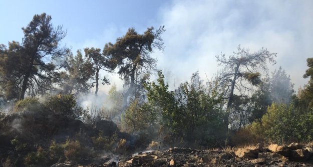 Alanya'da korkutan orman yangını
