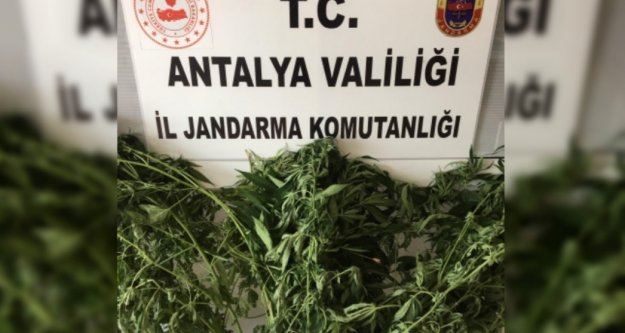 Alanya'da uyuşturucu yetiştiricilerine operasyon: 2 gözaltı
