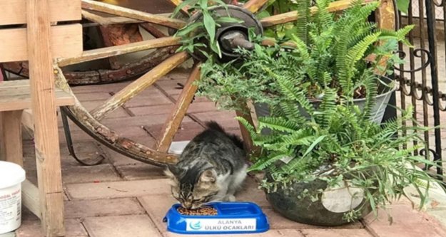 Alanya Ülkü Ocakları'ndan 'Bir Kap Can' projesi