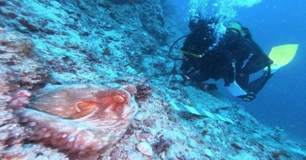 Antalya'da "Sualtının Göbeklitepesi" ahtapot eşliğinde gün yüzüne çıkıyor