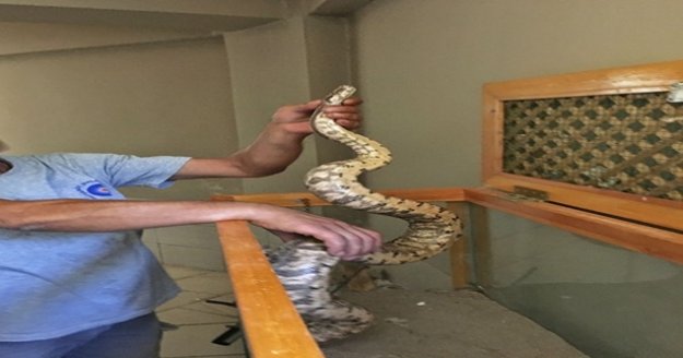 Antalya otogarında valiz içinde Boa yılanı ele geçirildi