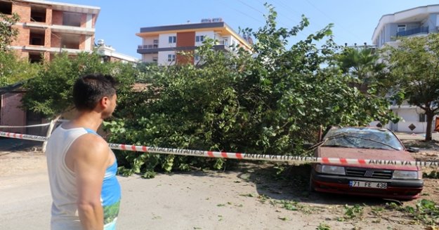 Gölgesine sığınılan dut ağacı, otomobilin üzerine devrildi