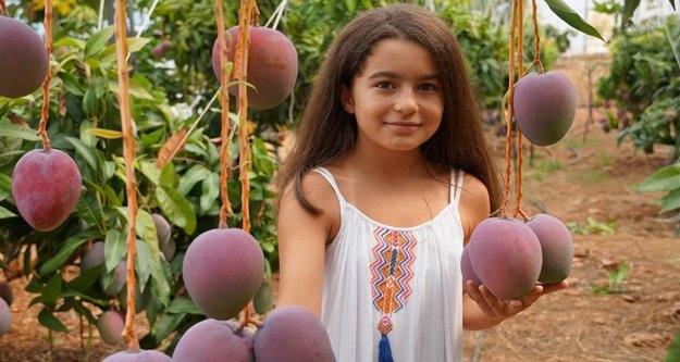 Komşuda Mango bereketi! Tanesi 35 lira