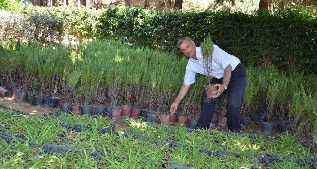 Mezarlıklarda ücretsiz çiçek dağıtılacak