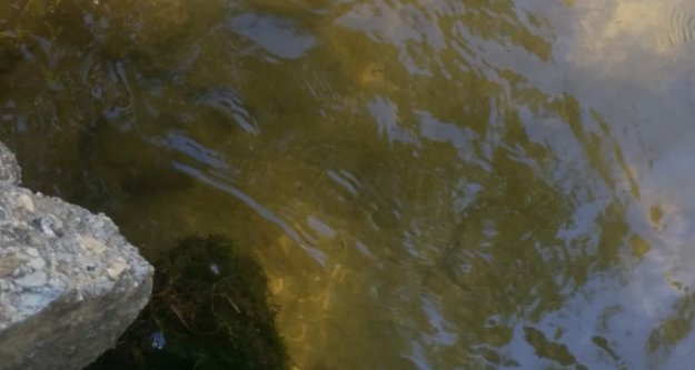 Oba Çayı zehir saçıyor, yetkililer bakıyor!