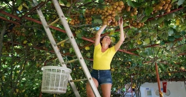 Gazipaşa'da kivi hasadı başladı