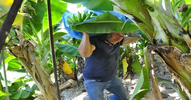 Teleferikle muz hasadı