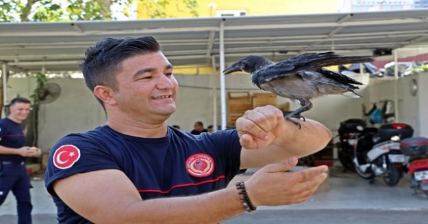 Yavru karga itfaiyenin maskotu oldu
