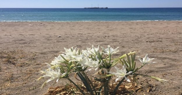 60 bin cezaya aldırış etmeyerek kum zambakları kopardılar