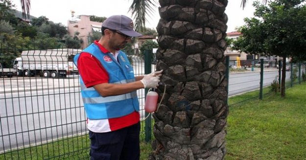 Alanya'da kırmızı palmiye böceğiyle mücadele çalışması başladı