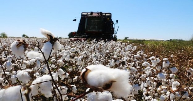 Beyaz altın fiyatı 3.80 TL olarak belirlendi