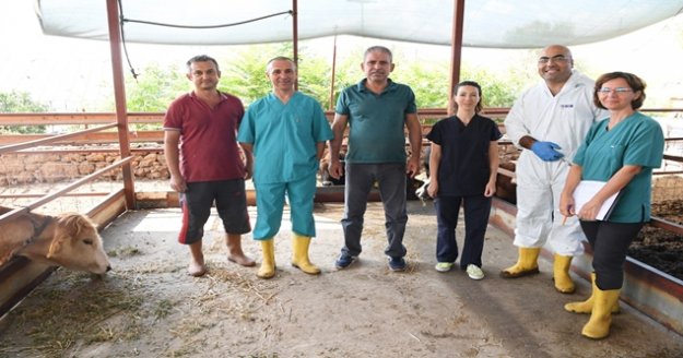 Çiftçiye ücretsiz aşı