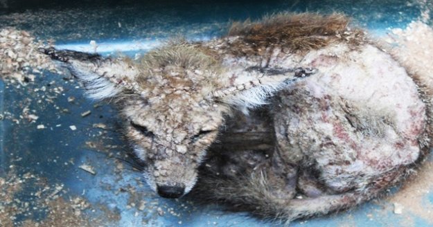 Enstitü çalışanlarından uyuz  tilkiye yardım eli