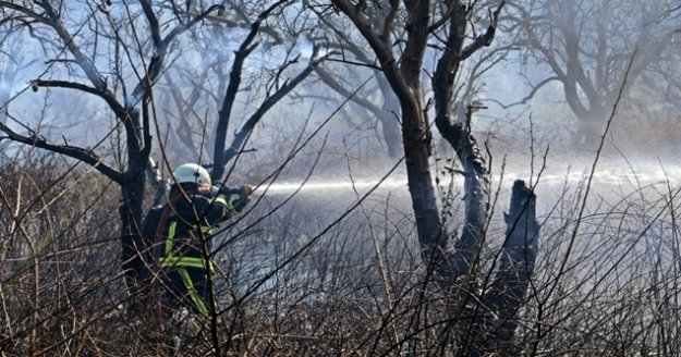 Hamile kaplumbağa alevlerden kaçabildi, ezilmekten kurtulamadı